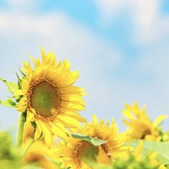 夏季休暇のお知らせ